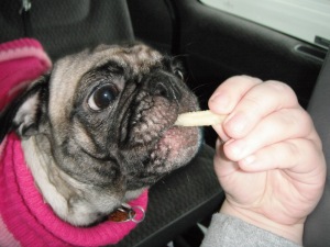This pug loves fries as well...!